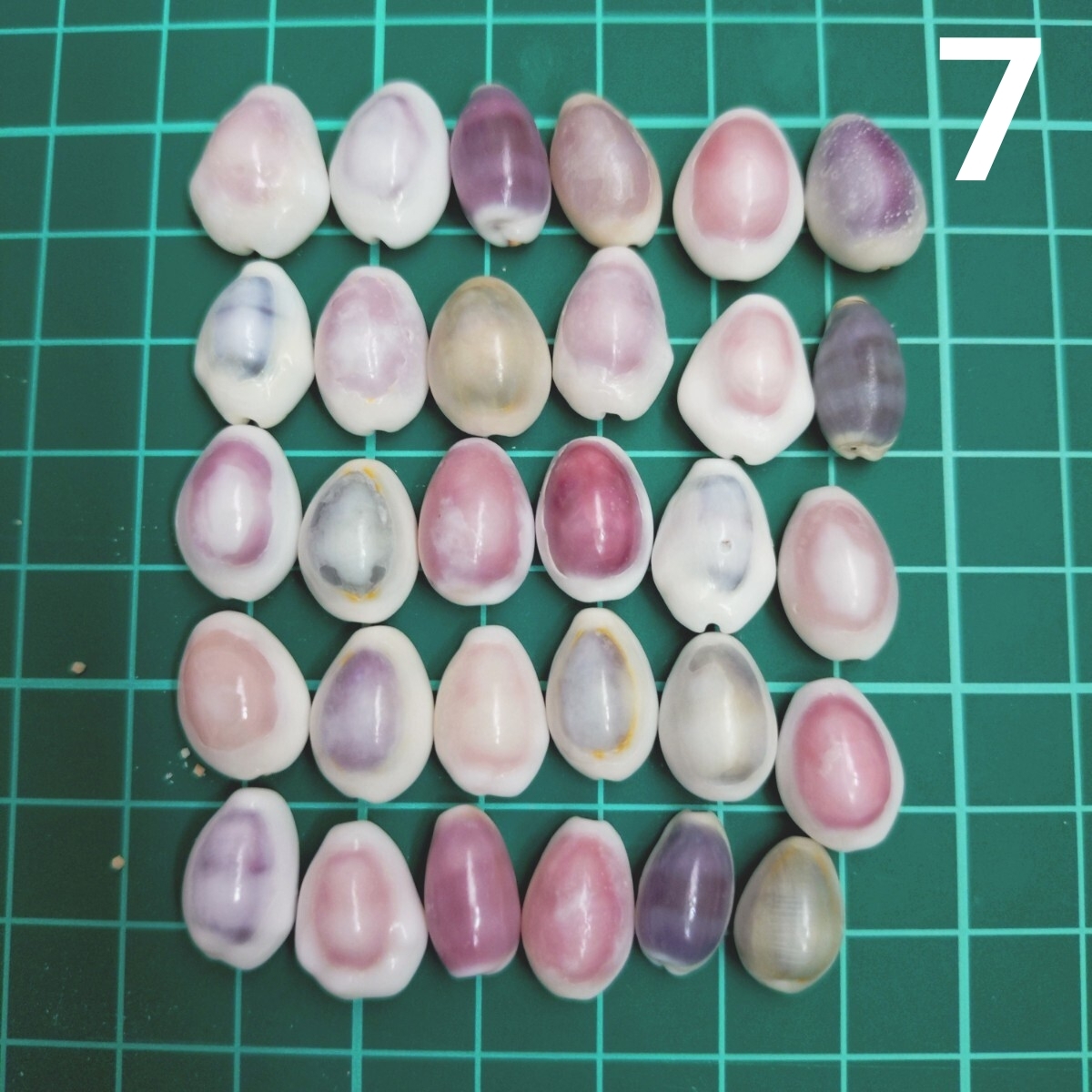 7 タカラガイ セット 宝貝 貝がら 貝殻 貝 微小貝 ハンドメイド 材料 素材 パーツ インテリア オブジェ 置き物 置物 コレクション拍卖