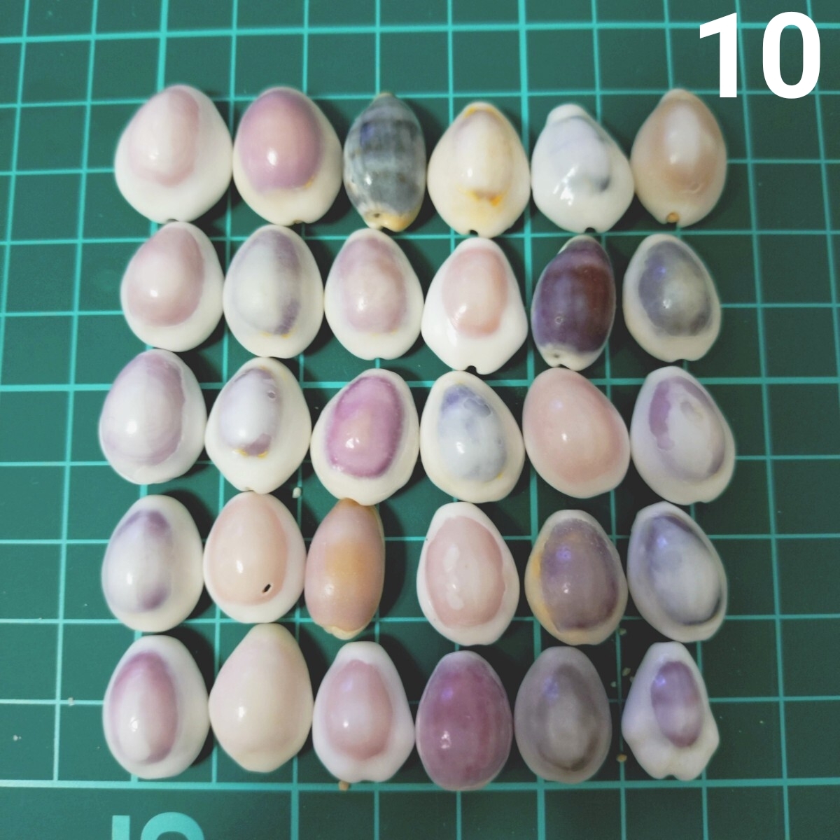 10 タカラガイ セット 宝貝 貝がら 貝殻 貝 微小貝 ハンドメイド 材料 素材 パーツ インテリア オブジェ 置き物 置物 コレクション拍卖