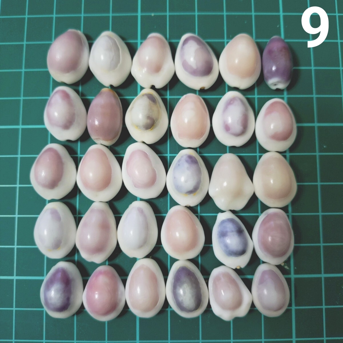 9 タカラガイ セット 宝貝 貝がら 貝殻 貝 微小貝 ハンドメイド 材料 素材 パーツ インテリア オブジェ 置き物 置物 コレクション拍卖