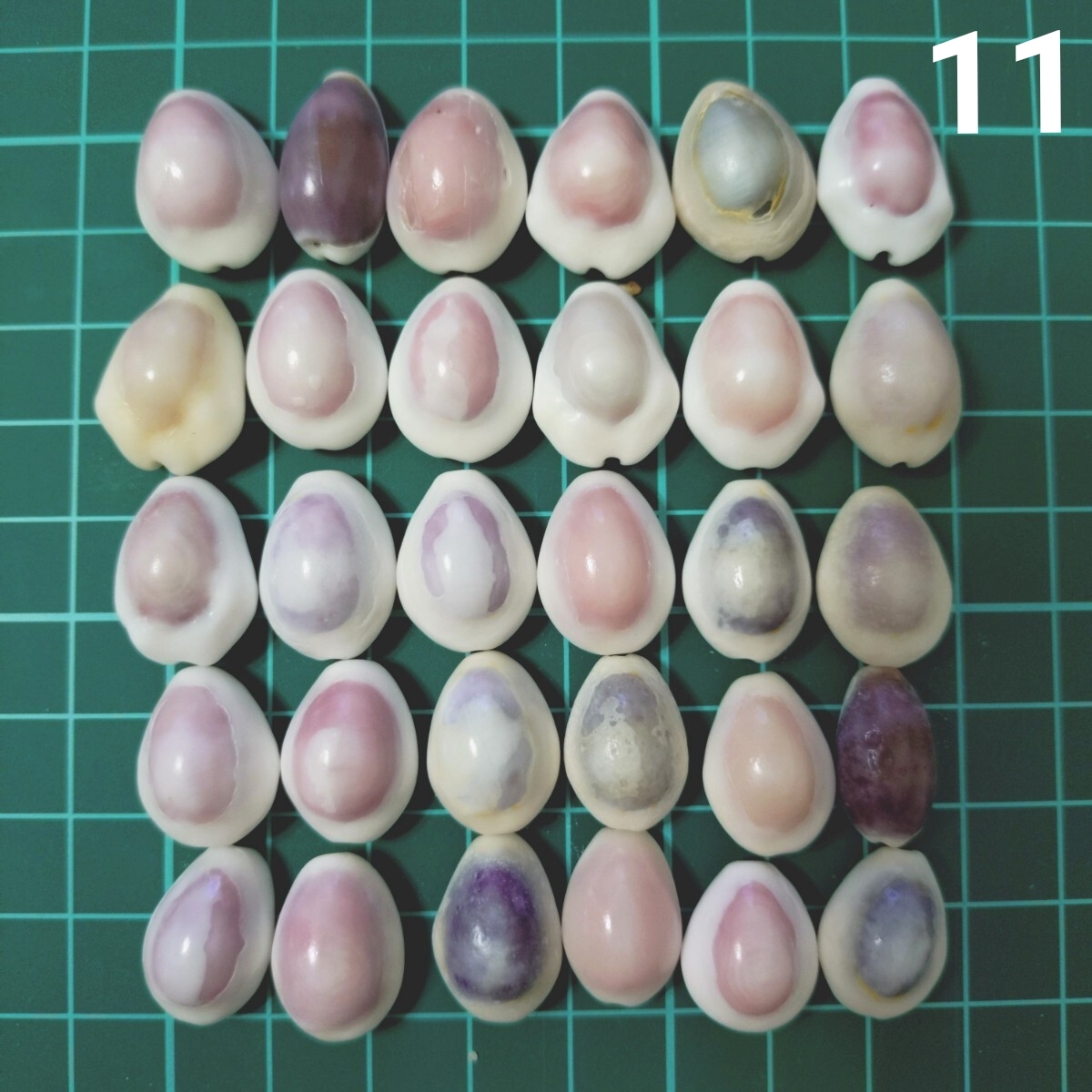 11 タカラガイ セット 宝貝 貝がら 貝殻 貝 微小貝 ハンドメイド 材料 素材 パーツ インテリア オブジェ 置き物 置物 コレクション拍卖