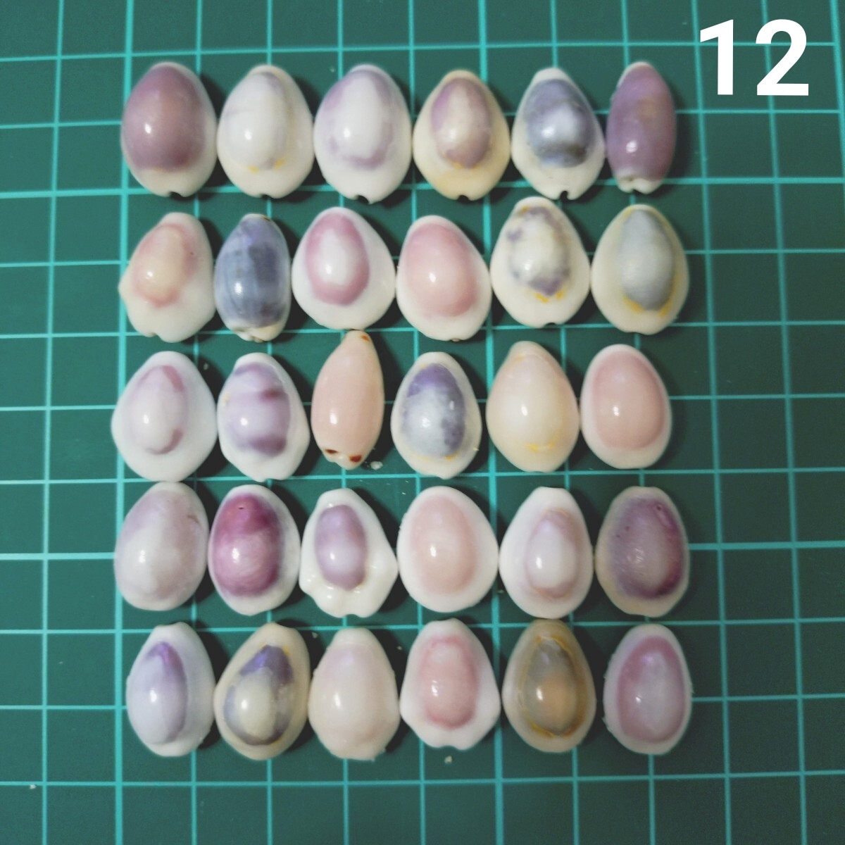 12 タカラガイ セット 宝貝 貝がら 貝殻 貝 微小貝 ハンドメイド 材料 素材 パーツ インテリア オブジェ 置き物 置物 コレクション拍卖