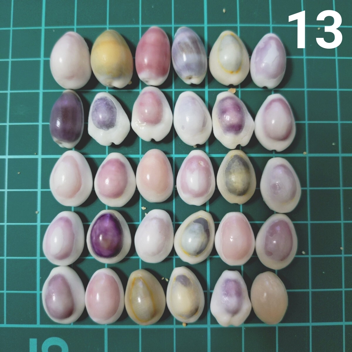13 タカラガイ セット 宝貝 貝がら 貝殻 貝 微小貝 ハンドメイド 材料 素材 パーツ インテリア オブジェ 置き物 置物 コレクション拍卖