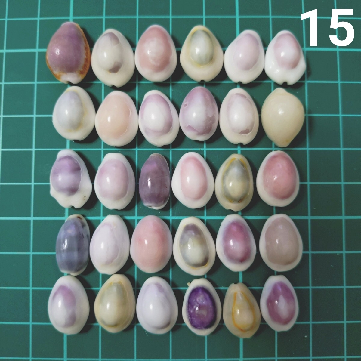 15 タカラガイ セット 宝貝 貝がら 貝殻 貝 微小貝 ハンドメイド 材料 素材 パーツ インテリア オブジェ 置き物 置物 コレクション拍卖