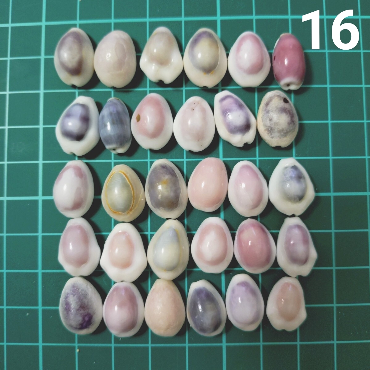 16 タカラガイ セット 宝貝 貝がら 貝殻 貝 微小貝 ハンドメイド 材料 素材 パーツ インテリア オブジェ 置き物 置物 コレクション拍卖