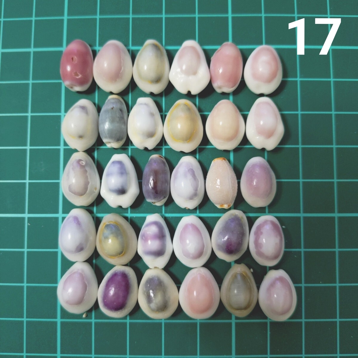 17 タカラガイ セット 宝貝 貝がら 貝殻 貝 微小貝 ハンドメイド 材料 素材 パーツ インテリア オブジェ 置き物 置物 コレクション拍卖