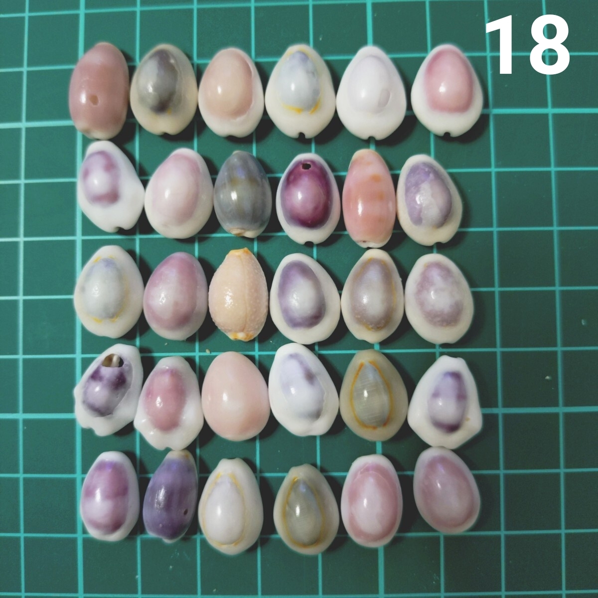 18 タカラガイ セット 宝貝 貝がら 貝殻 貝 微小貝 ハンドメイド 材料 素材 パーツ インテリア オブジェ 置き物 置物 コレクション拍卖