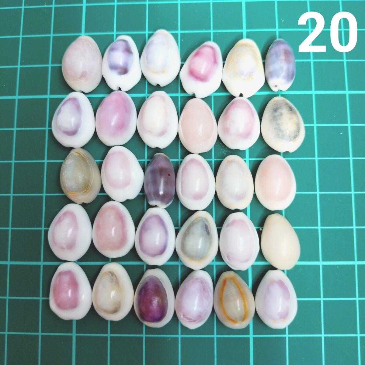 20 タカラガイ セット 宝貝 貝がら 貝殻 貝 微小貝 ハンドメイド 材料 素材 パーツ インテリア オブジェ 置き物 置物 コレクション拍卖