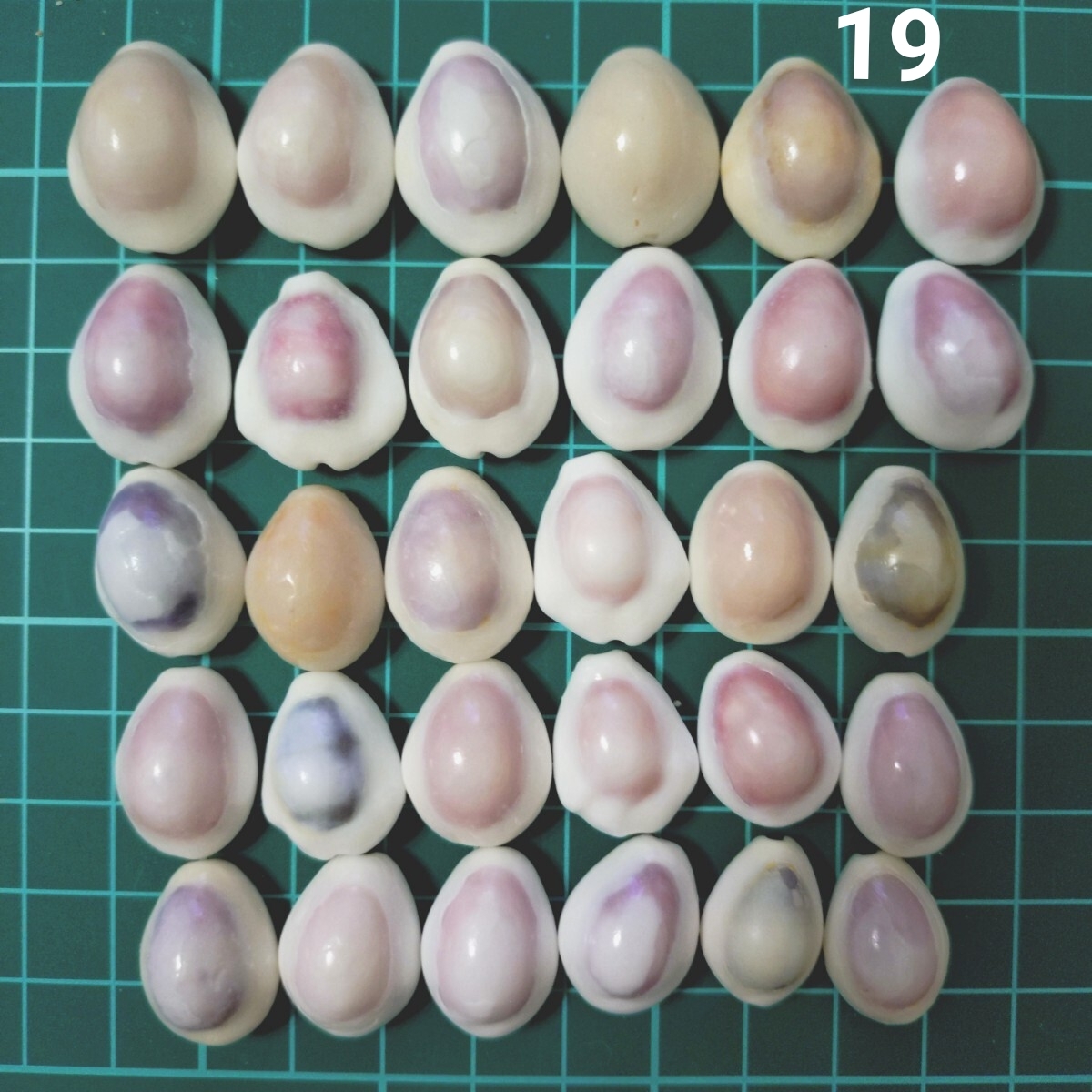 19 タカラガイ セット 宝貝 貝がら 貝殻 貝 微小貝 ハンドメイド 材料 素材 パーツ インテリア オブジェ 置き物 置物 コレクション拍卖