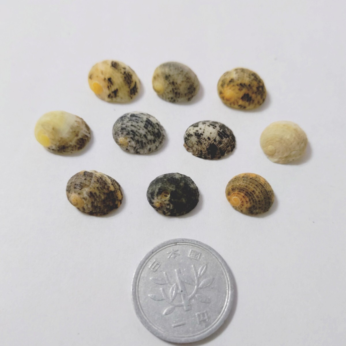 5 アマオブネガイ セット 微小貝 貝がら 貝殻 貝 イモガイ 巻貝 マキガイ ハンドメイド 材料 素材 パーツ 黄色 黒 白拍卖