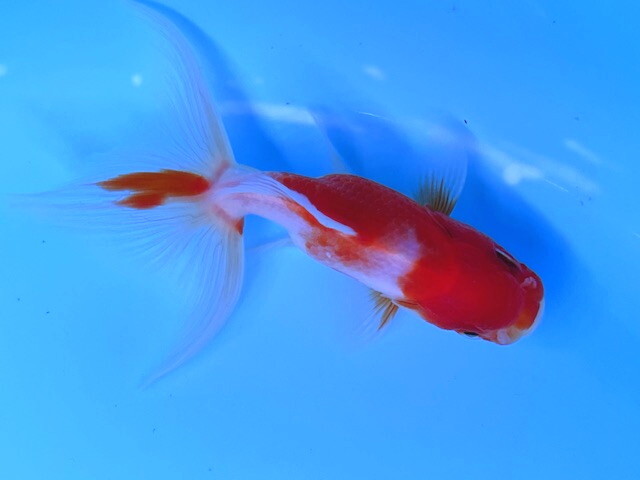 福嘉金魚 動画あり! 桜東錦 OAR-7 ⑩-3 岡部産 約7~8㌢ 2024産 現物 1匹 華やかな金魚!可愛くて綺麗! 滋賀 東錦拍卖