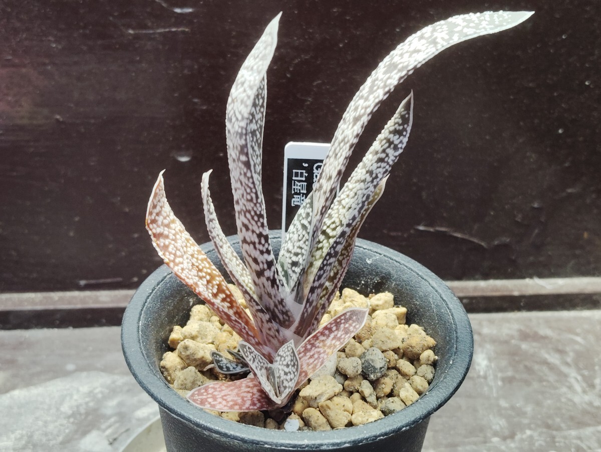 【即決】Gasteria hybrid 白星竜【送料無料】拍卖