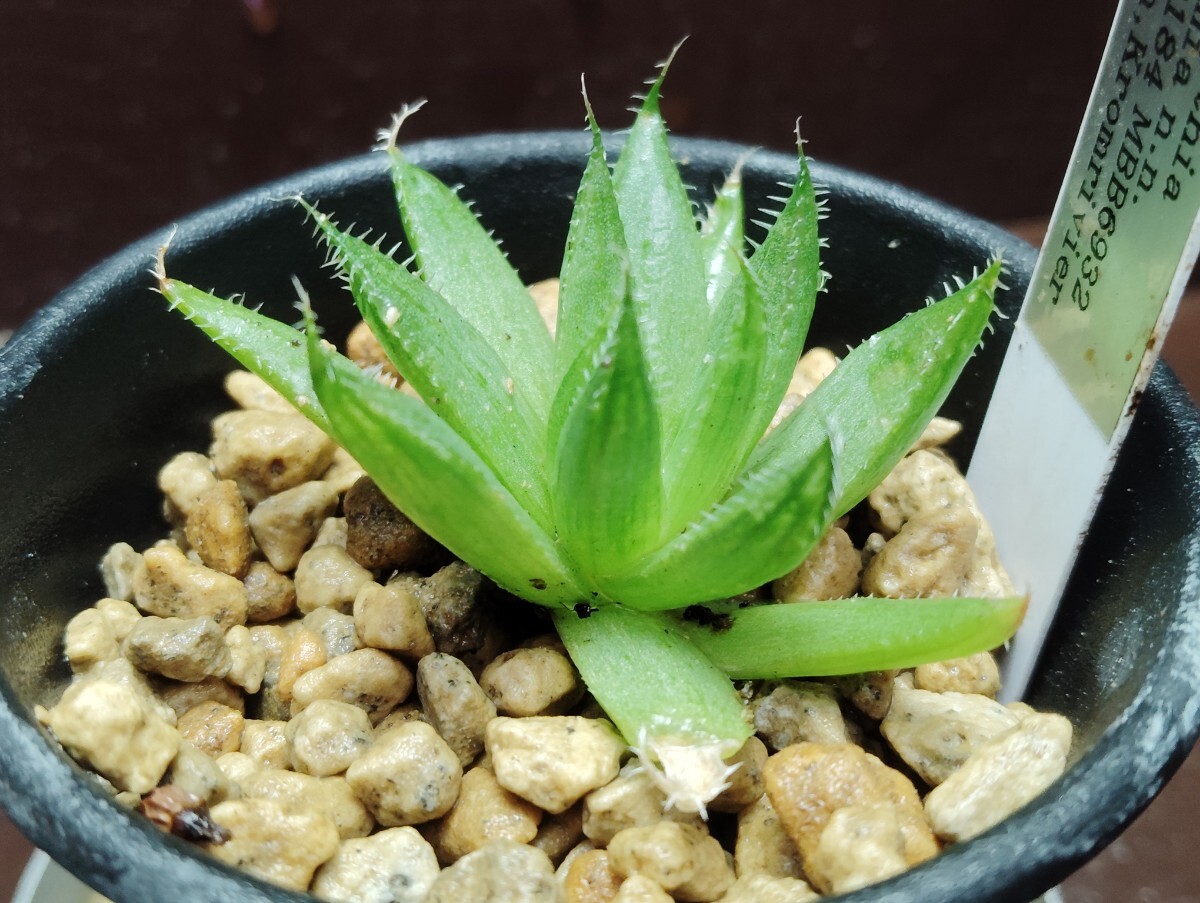 【即決】'Haworthia kromia n.n. IB13184 MBB6932 Ripon, Kromrivier' 2【送料無料】拍卖
