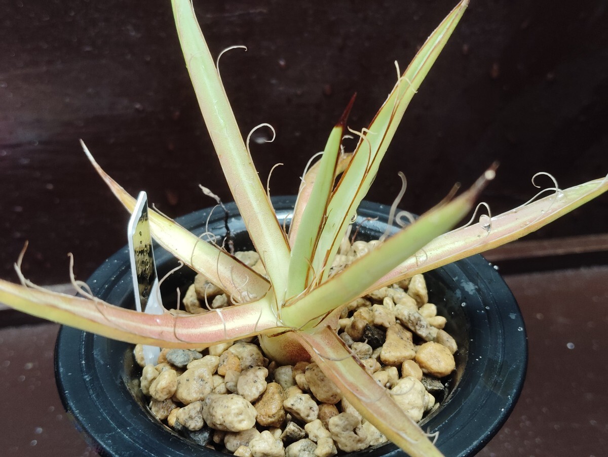 【即決】 'Agave 滝の白糸'【送料無料】拍卖