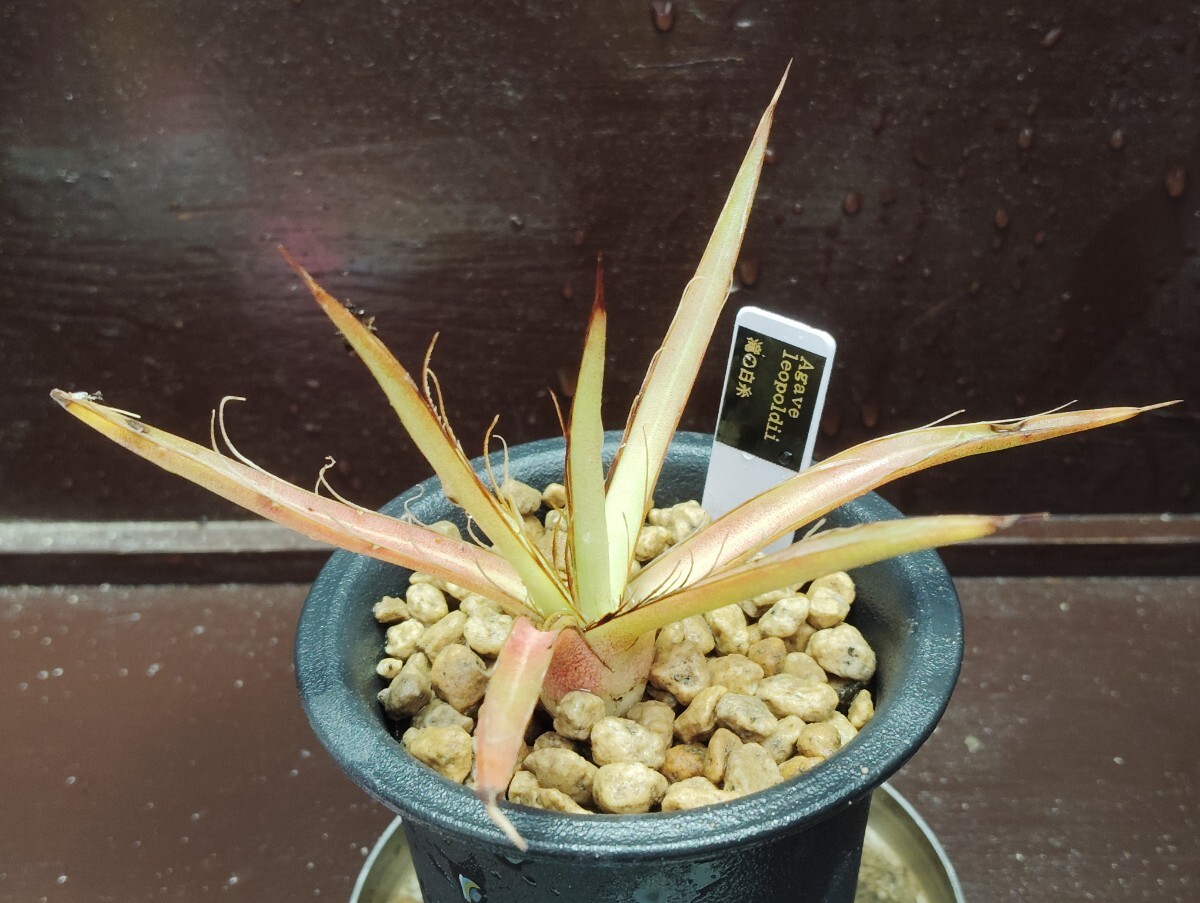 【即決】 'Agave 滝の白糸' 2【送料無料】拍卖