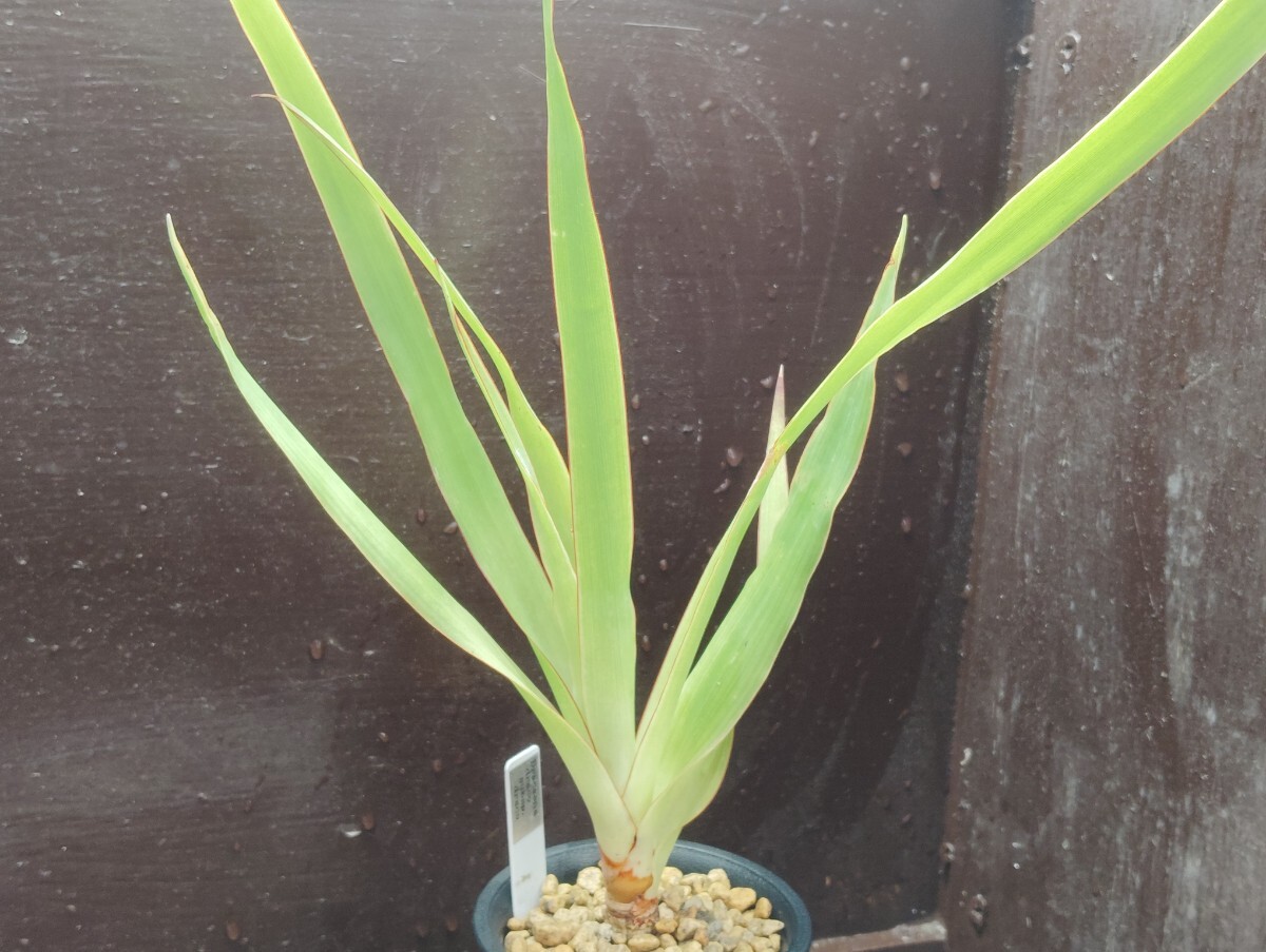 【即決】'Dracaena draco subsp. draco ドラセナ ドラコ 竜血樹 ' ' 【送料無料】拍卖