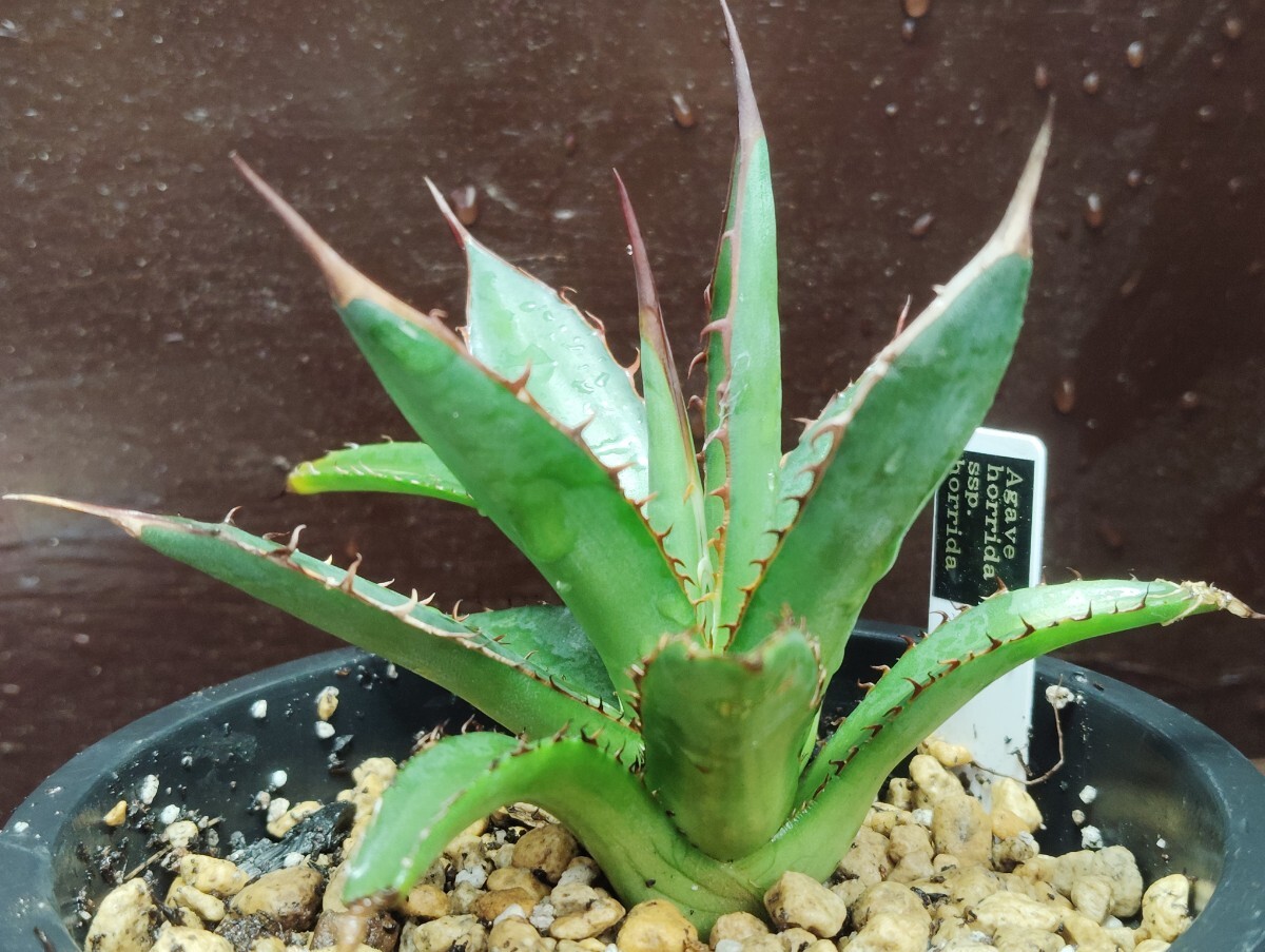 【即決】 'Agave horrida subsp. horrida 実生苗' ホリダ実生【送料無料】拍卖
