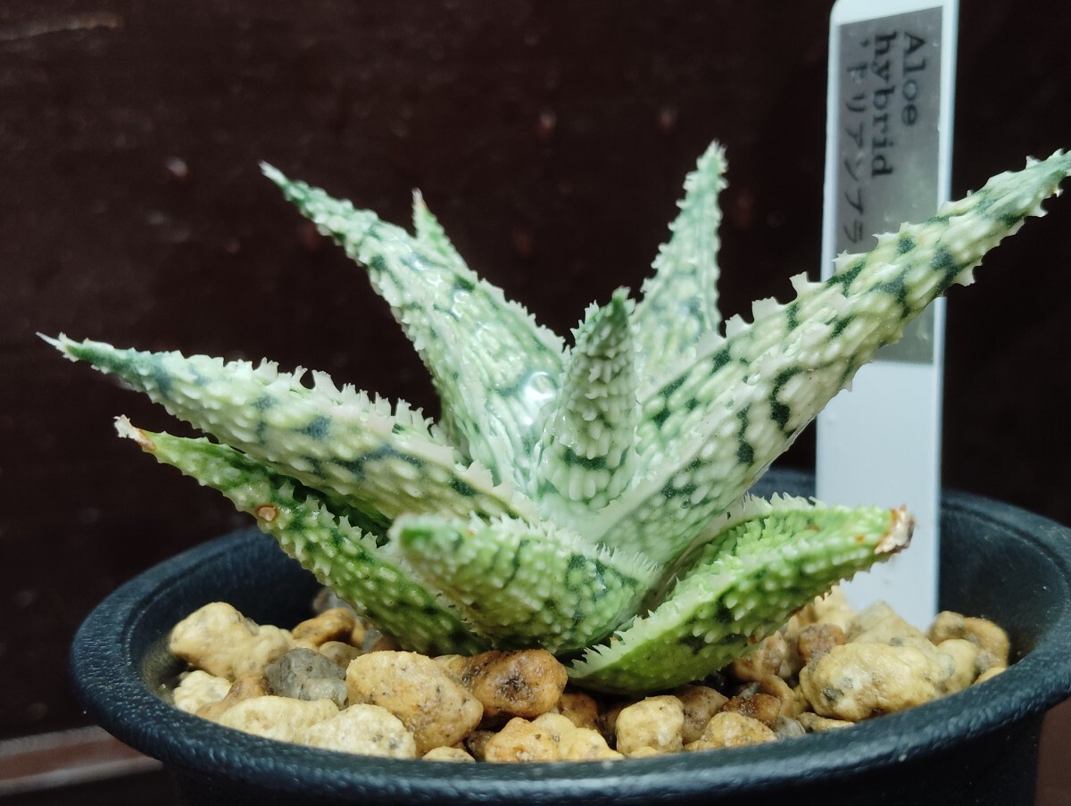 【即決】Aloe 'ドリアンブラック'2【送料無料】拍卖