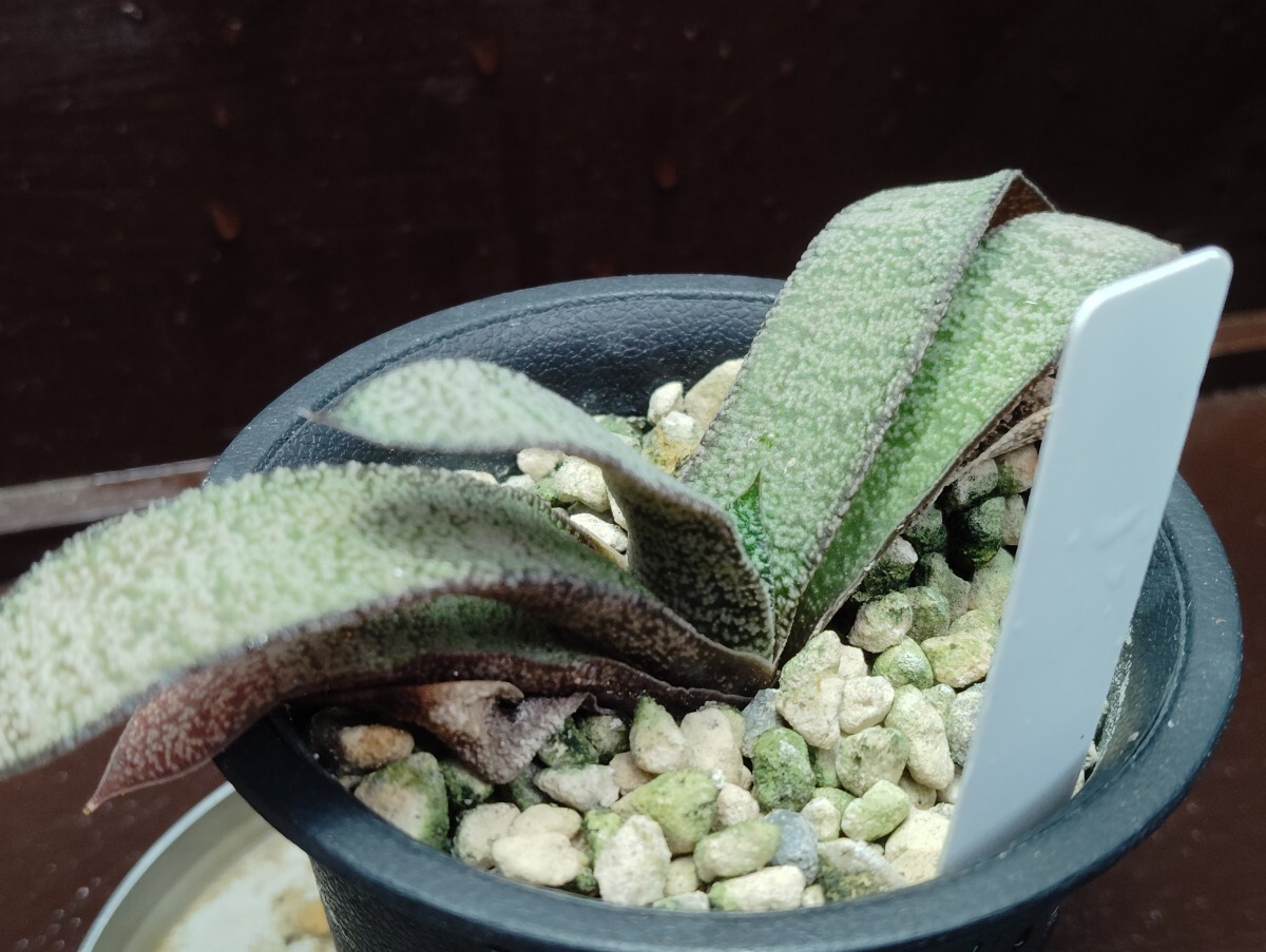 【即決】Gasteria batesiana【送料無料】拍卖