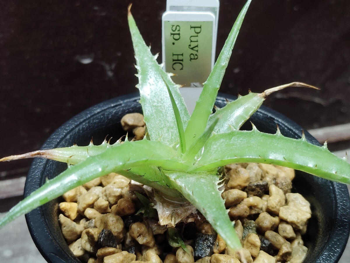 【即決】'プヤ sp. ' 【送料無料】拍卖