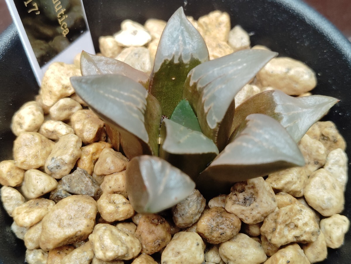 【即決】'Haworthia mutica v. mutica JDV85-17 ' 【送料無料】拍卖