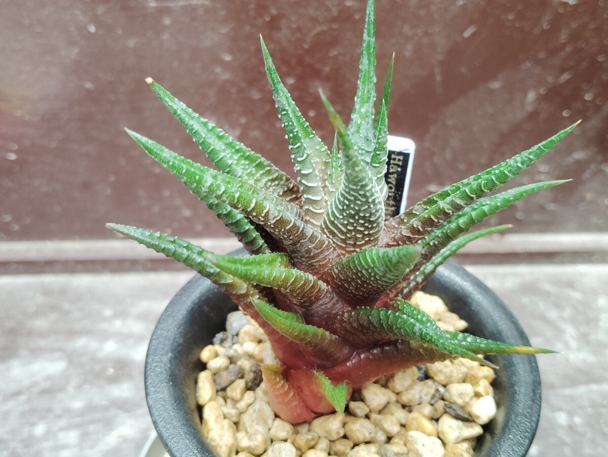 【即決】'Haworthia ' 雄姿城' 1【送料無料】拍卖