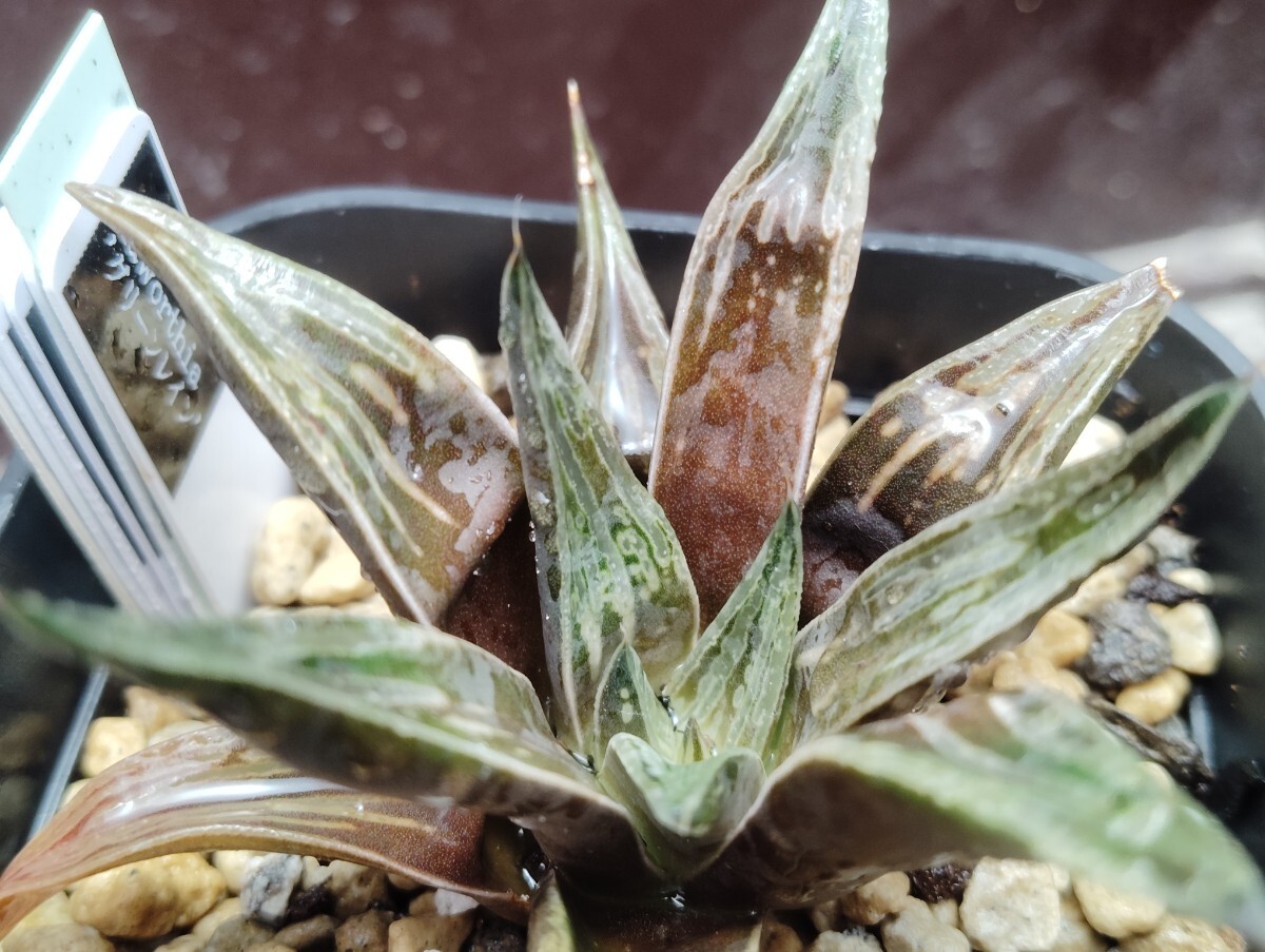 【即決】'Haworthia ' グリーンレイン' 【送料無料】拍卖