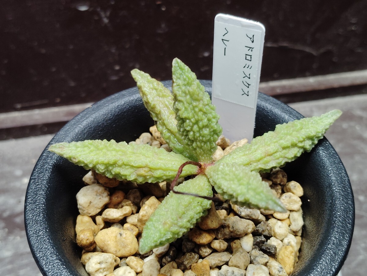 'アドロミスクス ヘレー ' 【送料無料】拍卖