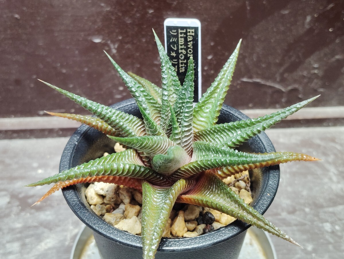 【即決】'Haworthia limifolia 瑠璃殿' 【送料無料】拍卖