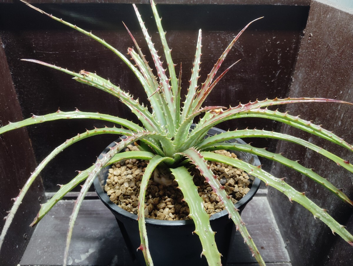 【即決】'Hechtia glomerata 華燭の典 '大株【送料無料】拍卖