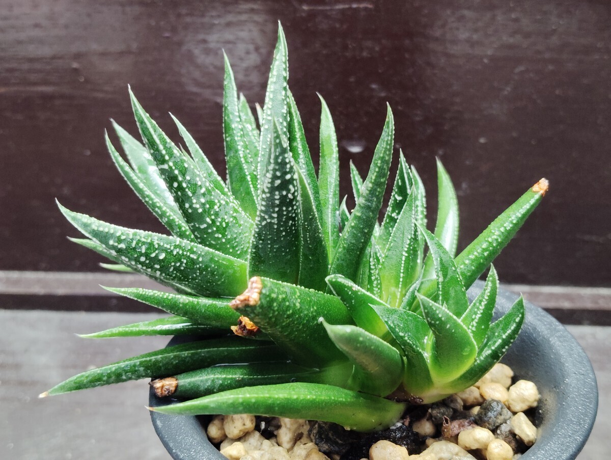 【即決】'Haworthia ' 硬葉系交配種' ラベル→ヘルバセア【送料無料】拍卖