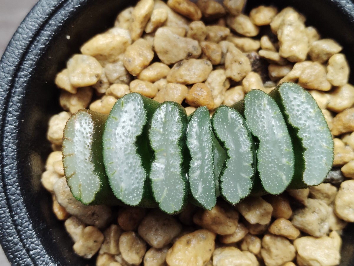 【即決】'Haworthia 漁火 濃白紋玉扇' 【送料無料】拍卖