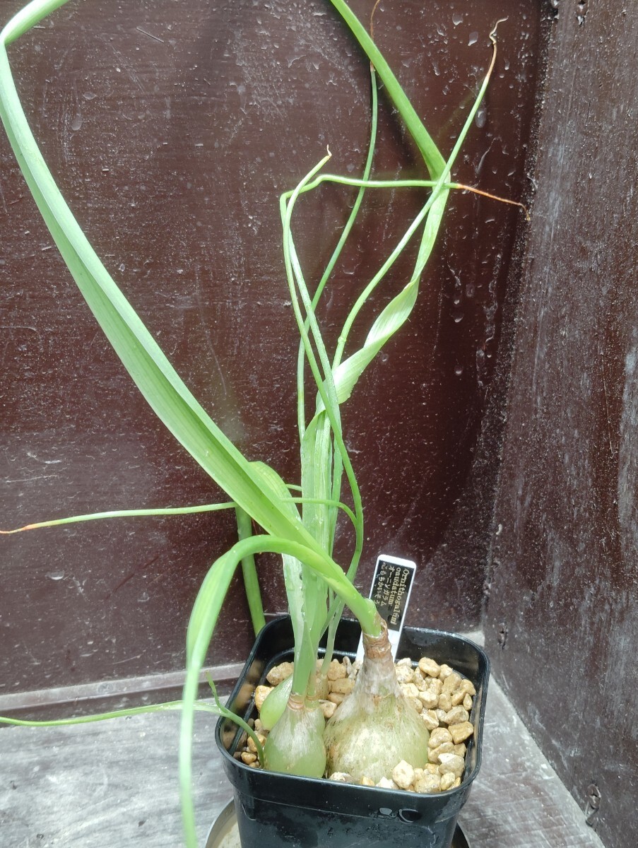 【即決】'Ornithogalum caudatum オーニソガラム コモチカイソウ ' ' 【送料無料】拍卖