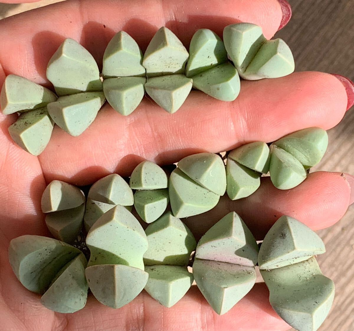 リトープス 多肉植物 魔玉 セット 拍卖