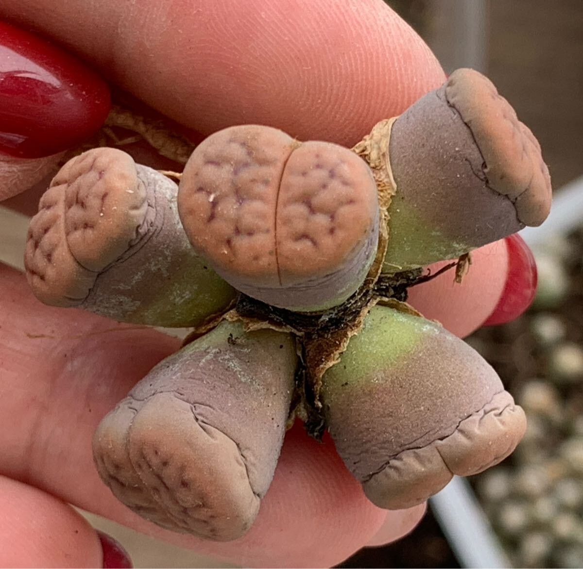 多肉植物 リトープス 実生 粉招福玉 稀少拍卖
