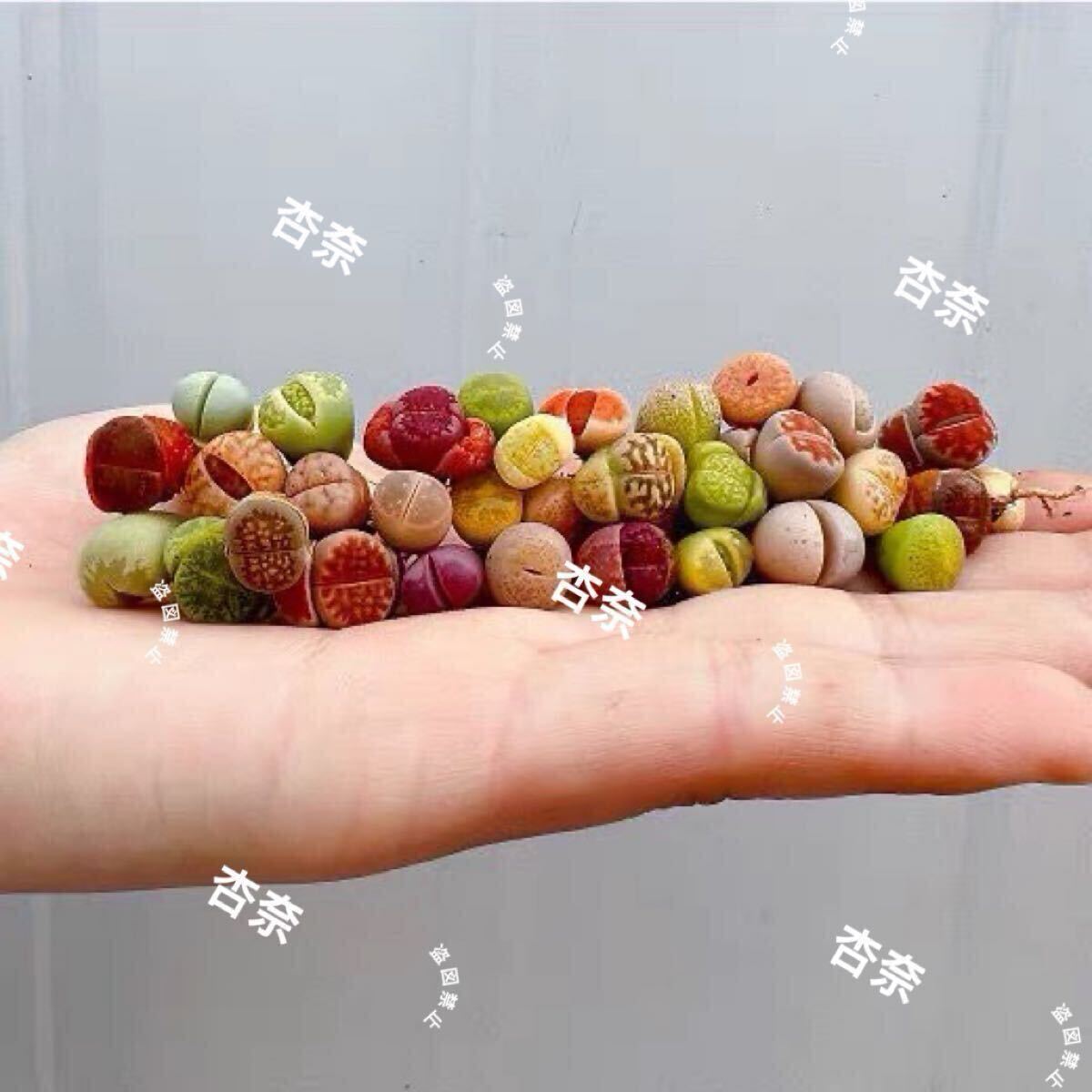 リトープス カラフル30玉 お任せセット拍卖