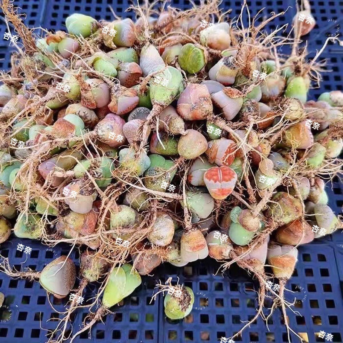 多肉植物 リトープス カラフル 100玉 1-2年株拍卖