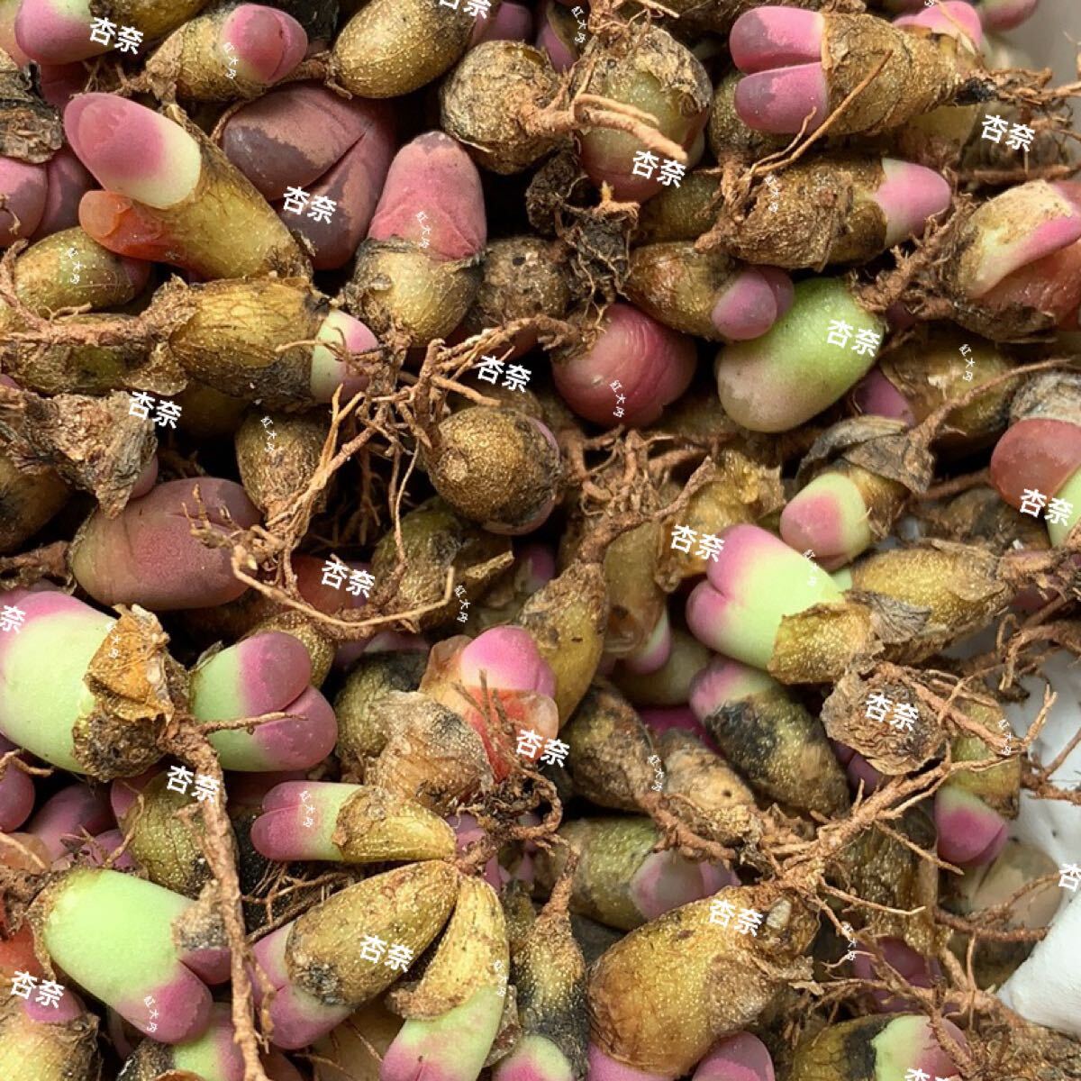 多肉植物 リトープス 10玉 1年苗拍卖