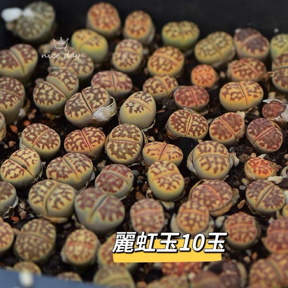 リトープス 麗紅玉。10玉 2年株拍卖