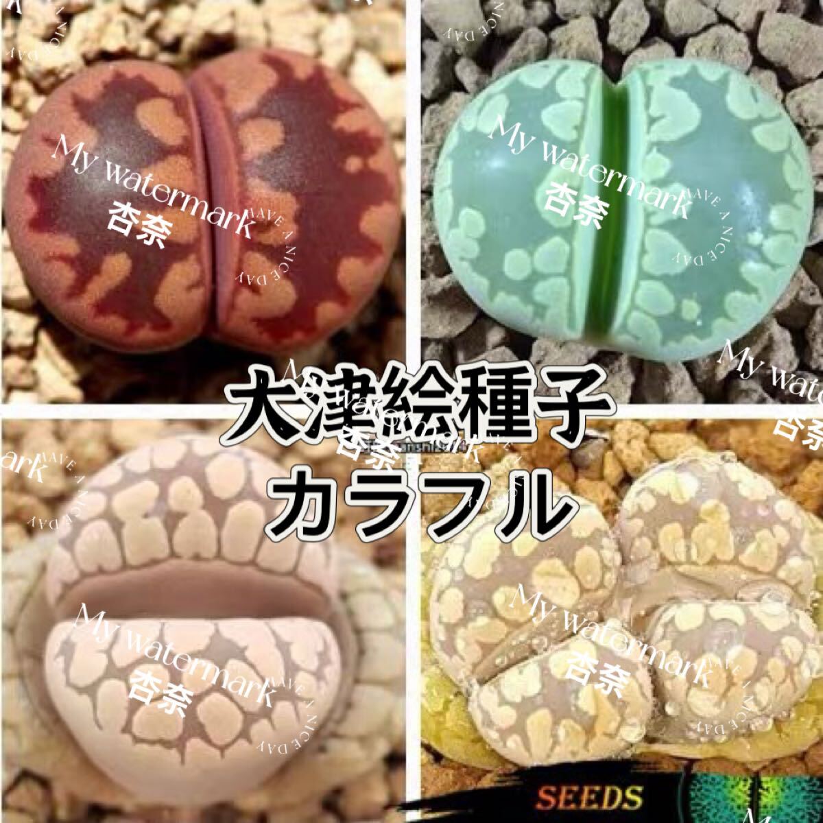 リトープス 大津絵カラフル 種子 100粒拍卖