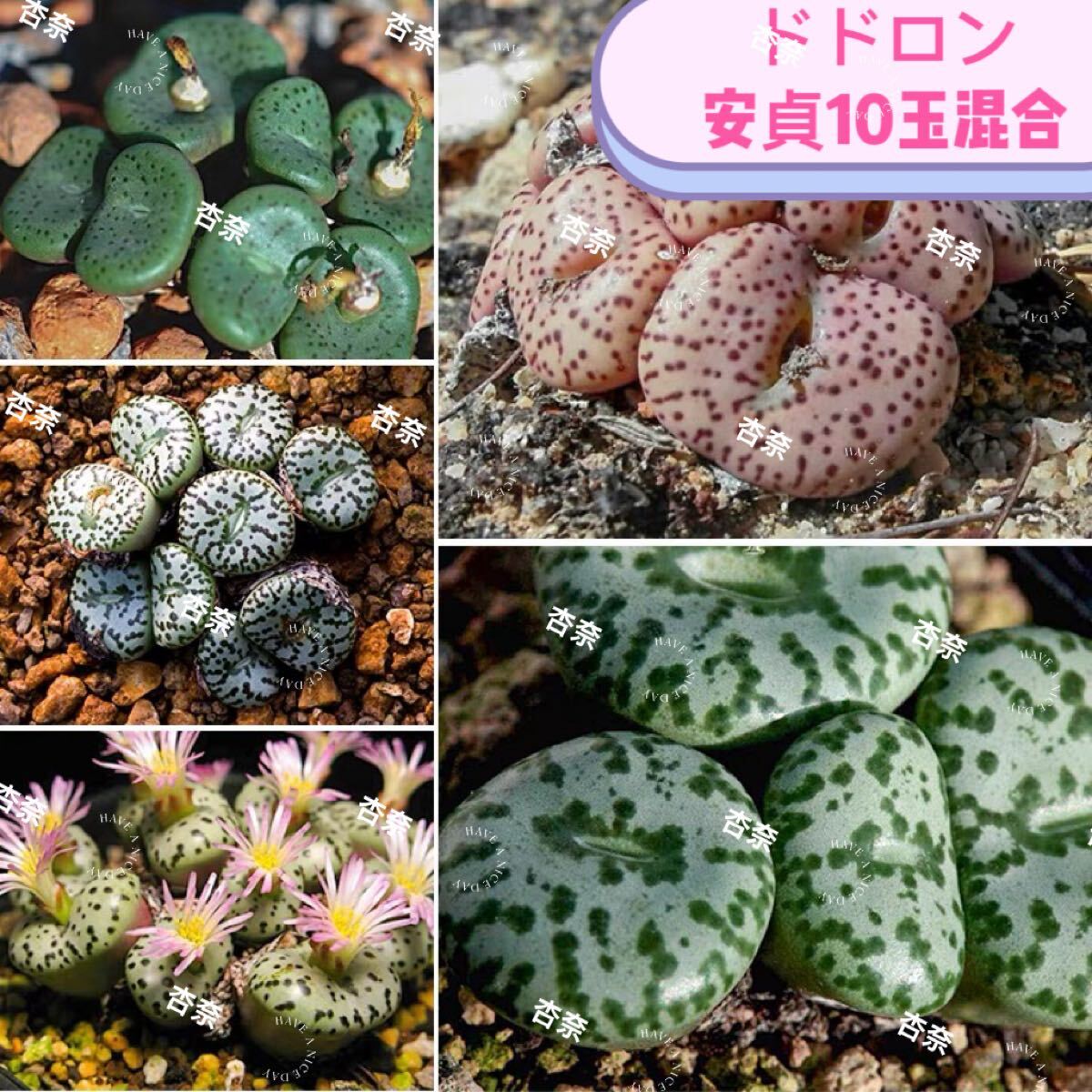 多肉植物 コノフィツム 安貞 種類纏め10玉1-2年生拍卖
