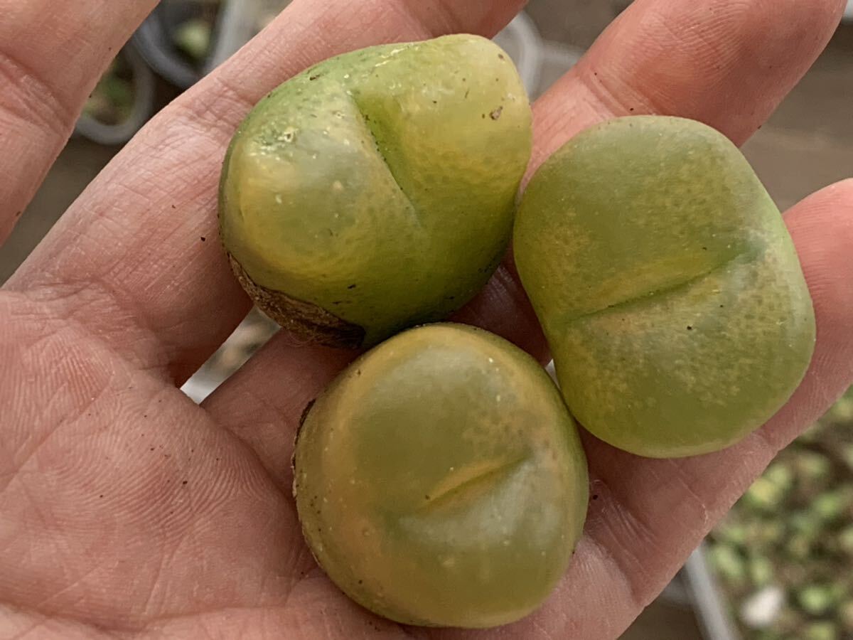 コノフィツム 多肉植物 マウガニ 水蜜桃 超大粒セット拍卖