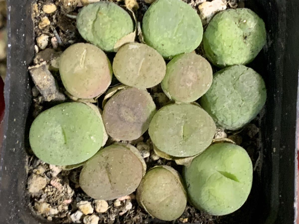 多肉植物 コノフィツム コンカブム ピランシ セット2年株拍卖