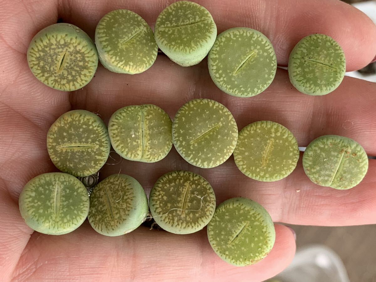 リトープス 多肉植物 緑光陽セット 2年+拍卖
