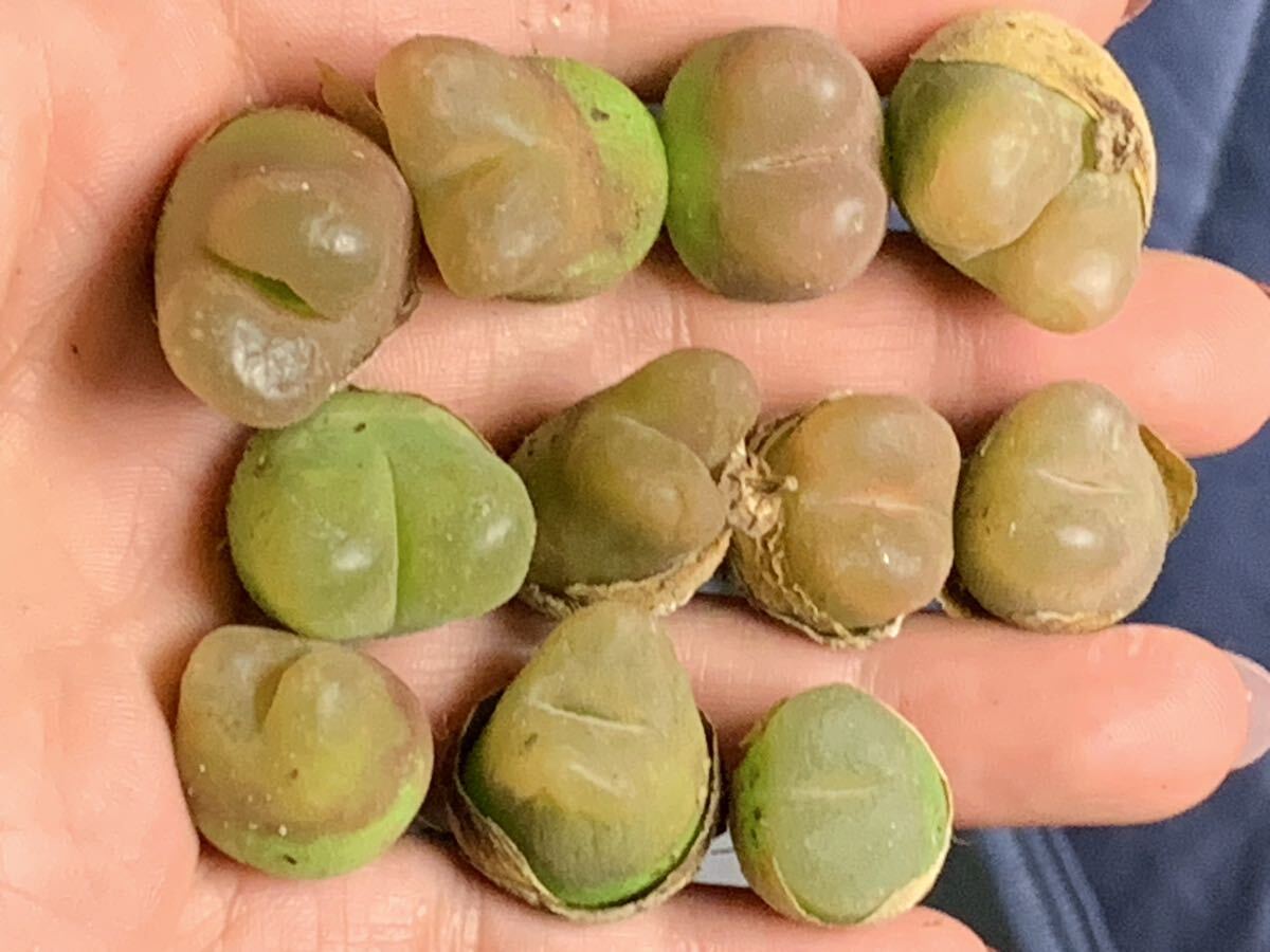 コノフィツム 多肉植物 マウガニ セット 大苗拍卖