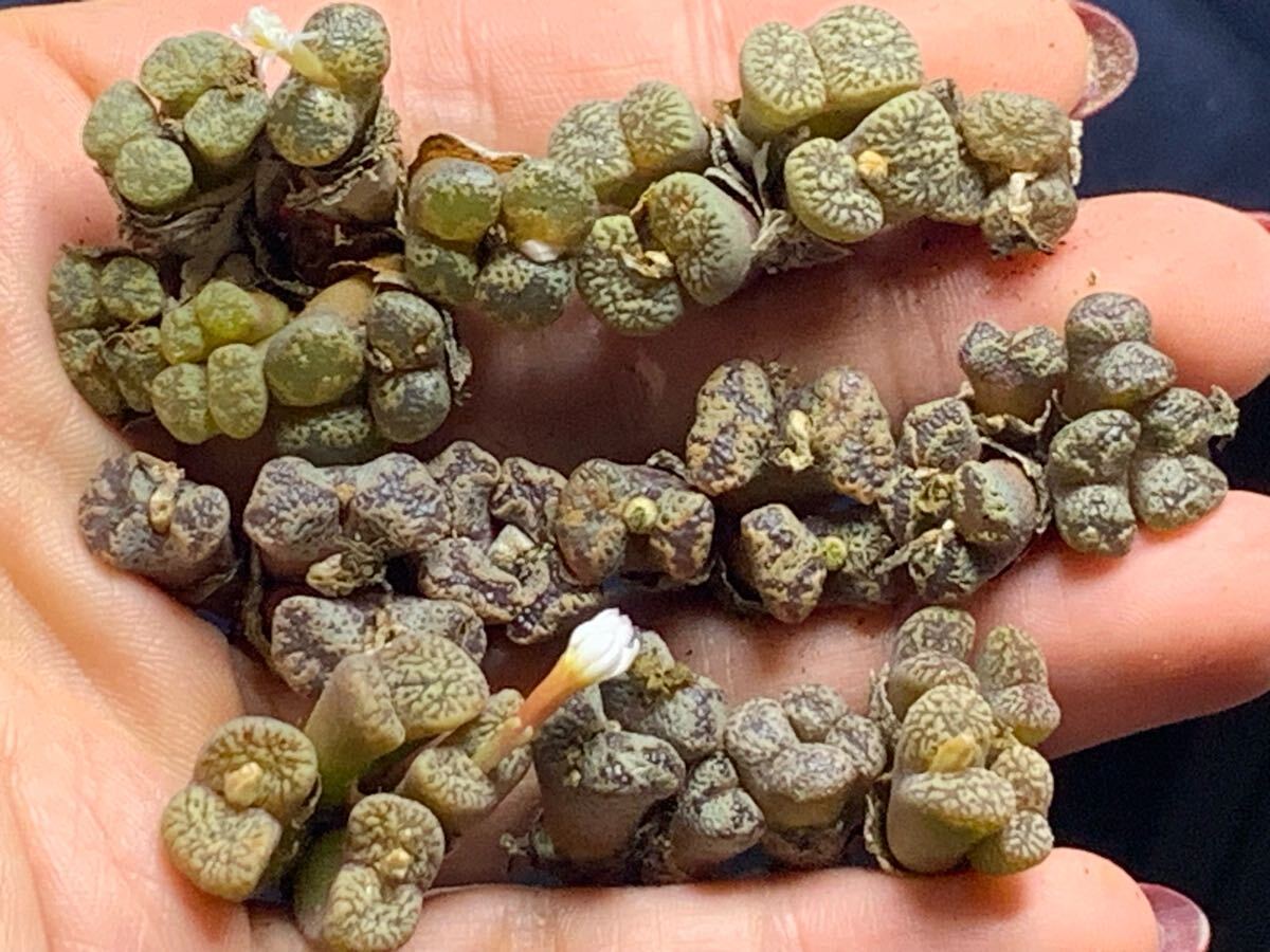 コノフィツム 多肉植物 ペルシダム セット カラフルセット拍卖