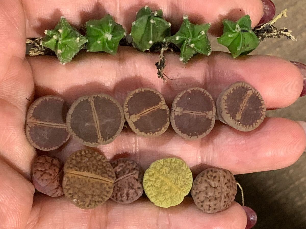 リトープス 多肉植物 ベルギーkoサボテン ランプ 石榴玉 セット拍卖