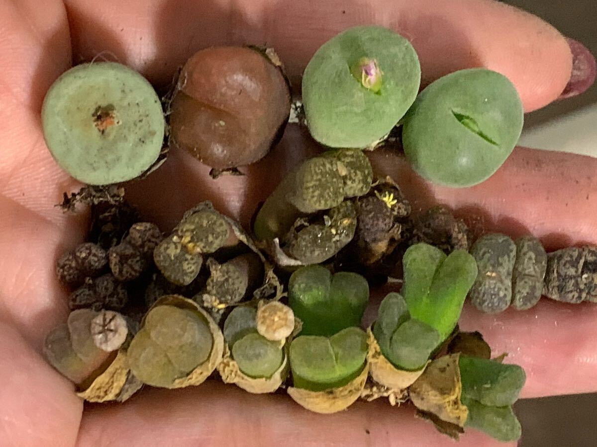 コノフィツム 多肉植物 種類纏め 名付き拍卖