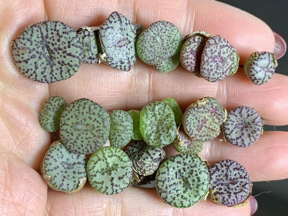 リトープス 多肉植物 安貞 種類纏め  大粒 セット拍卖