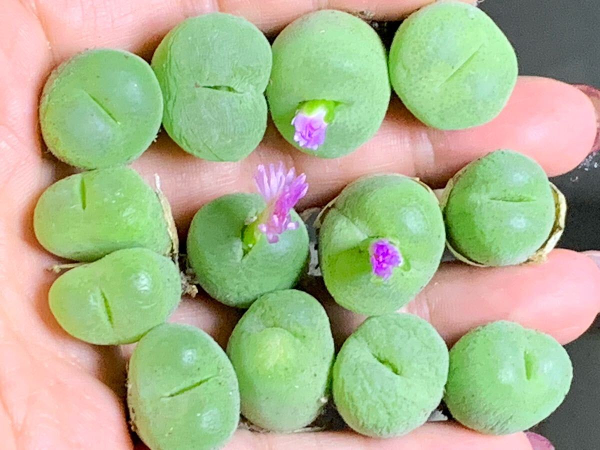 多肉植物 ピランシ コノフィツム 立派 セット拍卖