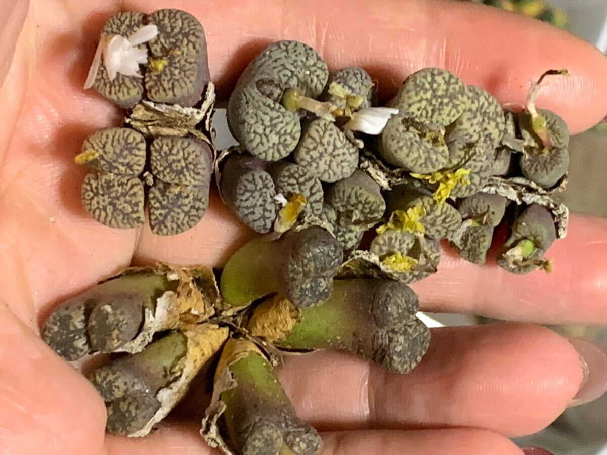 コノフィツム 多肉植物 ペルシダム セット拍卖